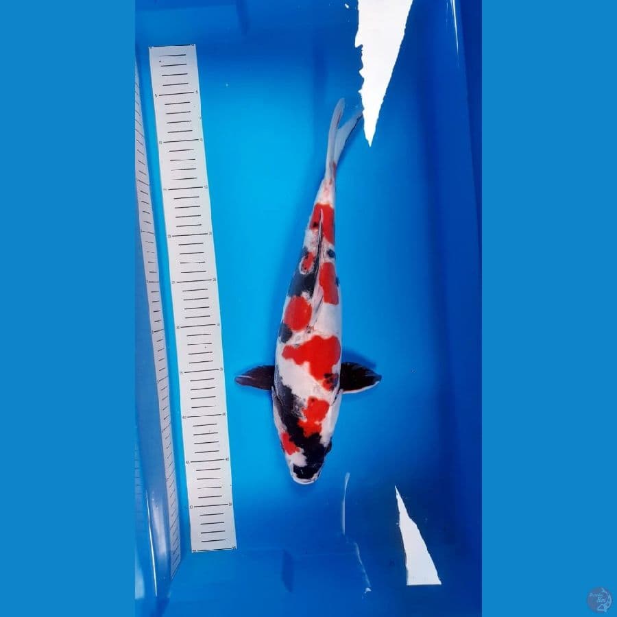 Doitsu Showa Murni Female 42cm