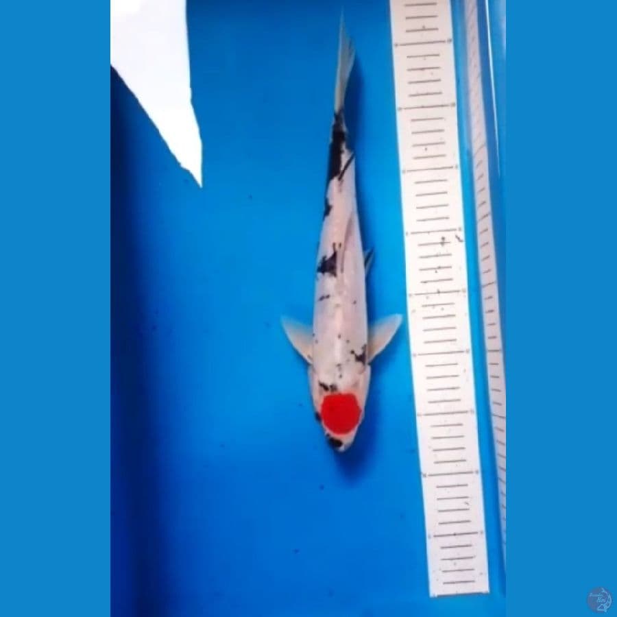 Doitsu Murni Tancho Showa 32cm Male