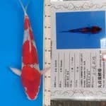Goshiki "Fukusawa" + certi 40bu (import)