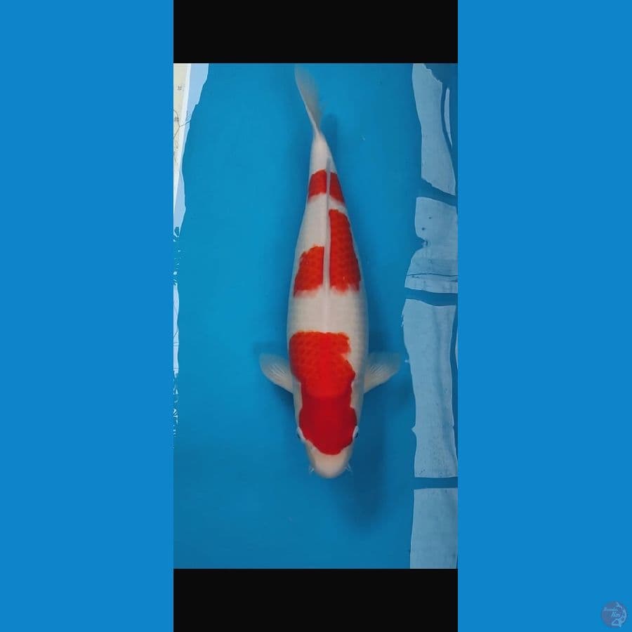 SQ Jumbo Kohaku Female 54cm