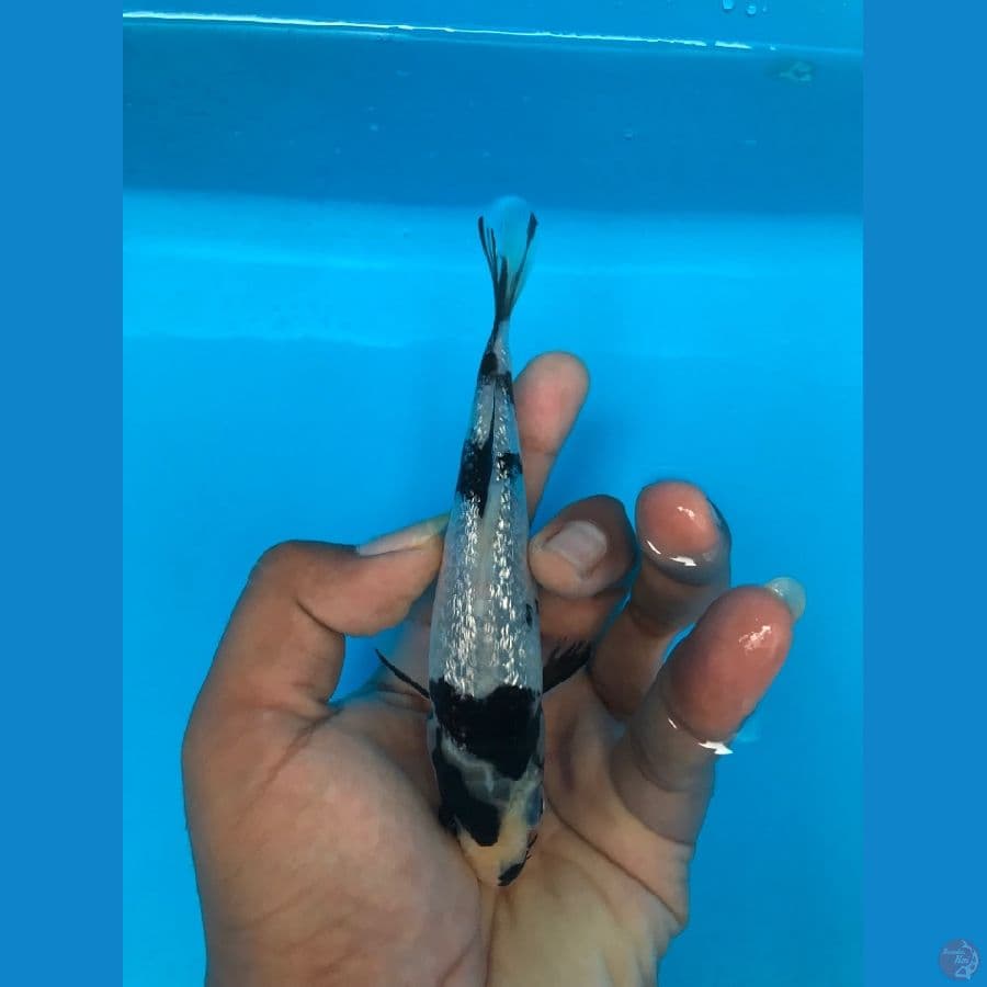 ginrin padat 14cm