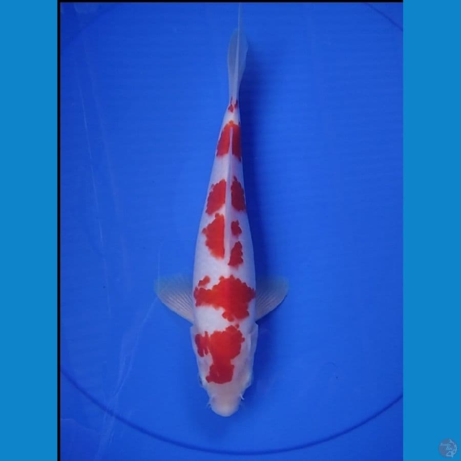 KOHAKU 5 STEP ORIGINAL 27 CM