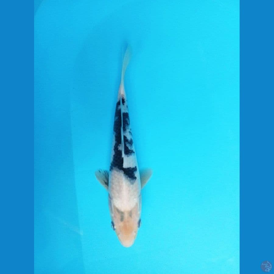 shiro bekko - 27cm