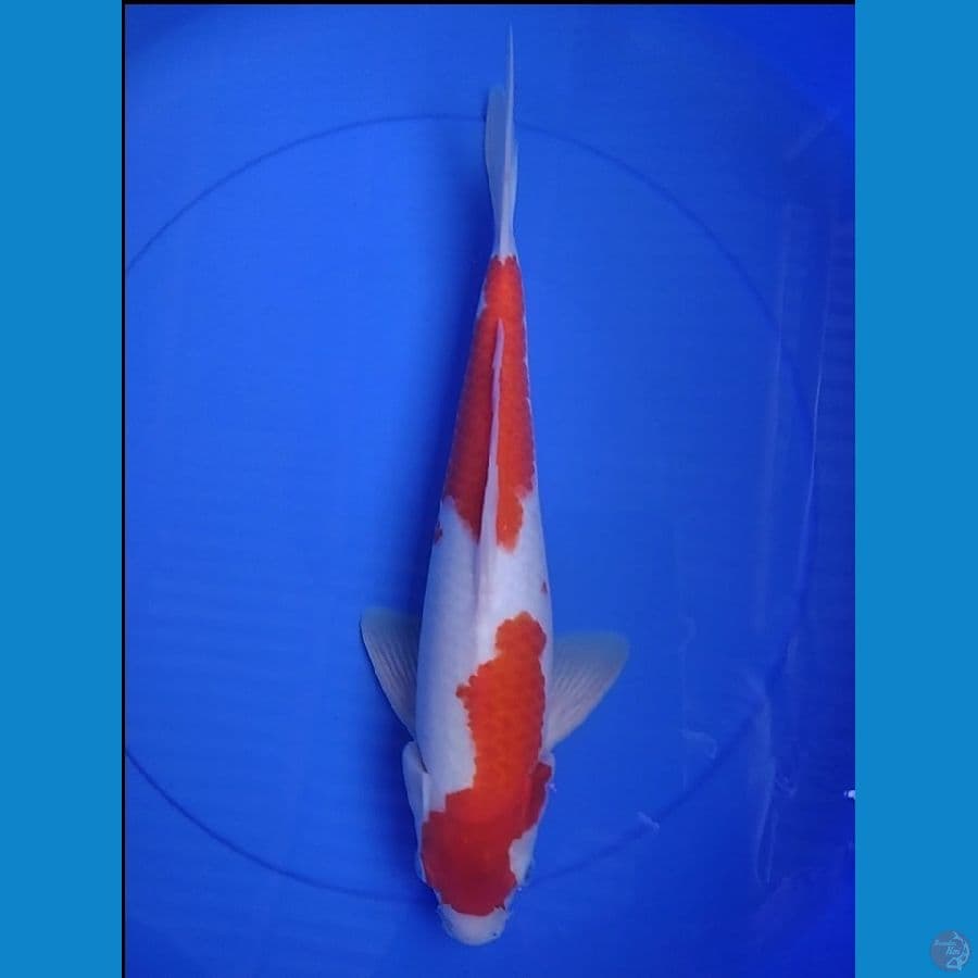 KOHAKU 2 STEP ORI 36 CM