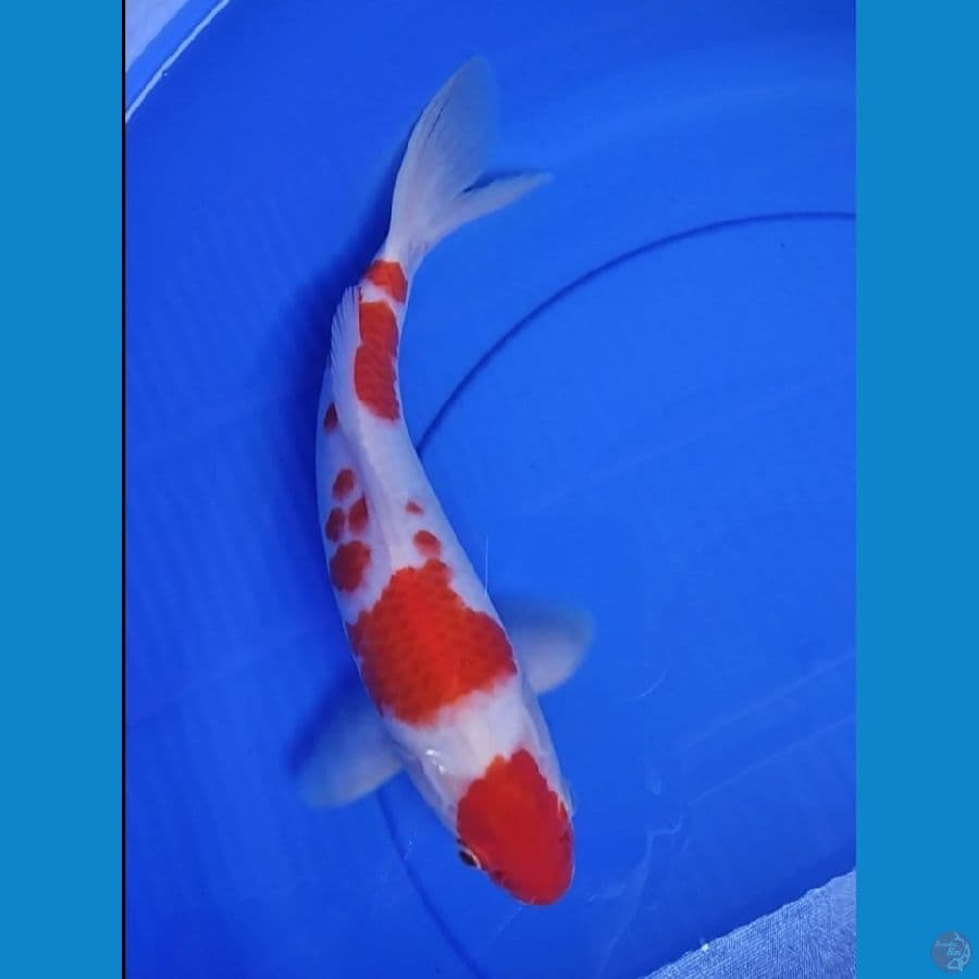 KOHAKU MARUTEN 31 CM