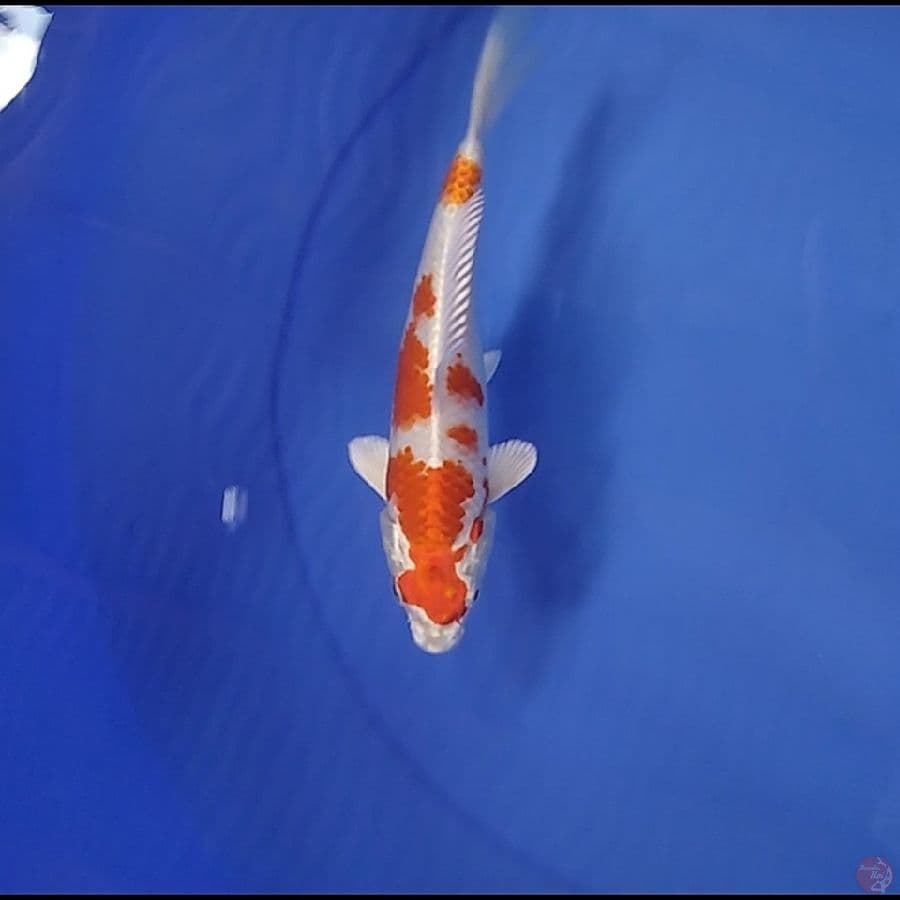 SAKURA OGON SQ 19 CM
