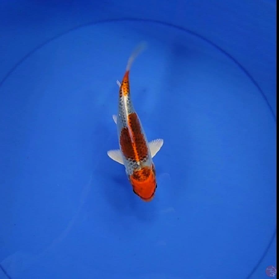 KUJAKU 3 STEP 18 cm