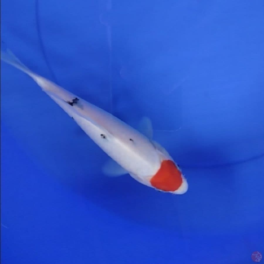 HQ TANCHO SANKE 20CM
