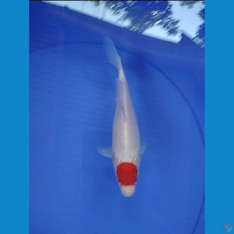 Tancho kohaku 20cm