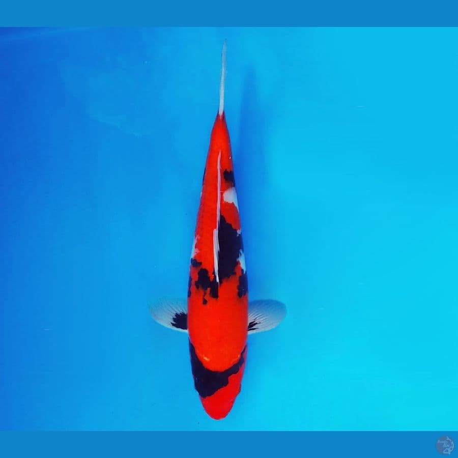 HAYABUSA 6 - Showa 32 cm/male ®