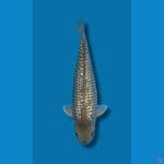 Soragoi Gindrin 50cm/male SQ