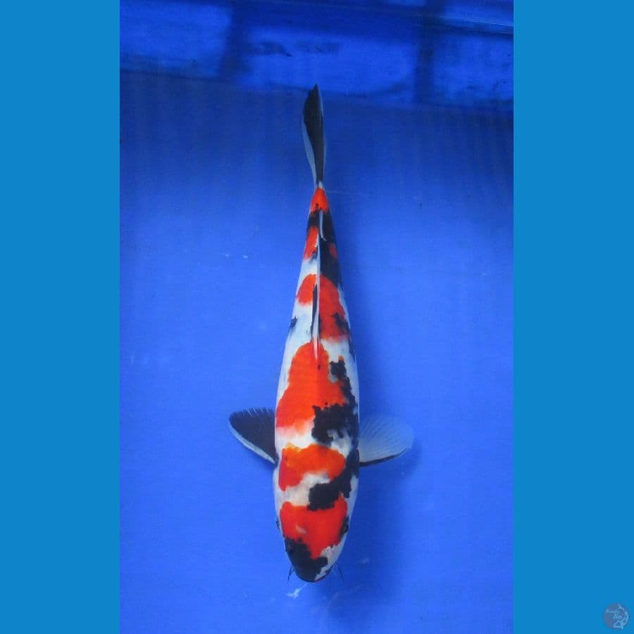 showa ±28cm hq