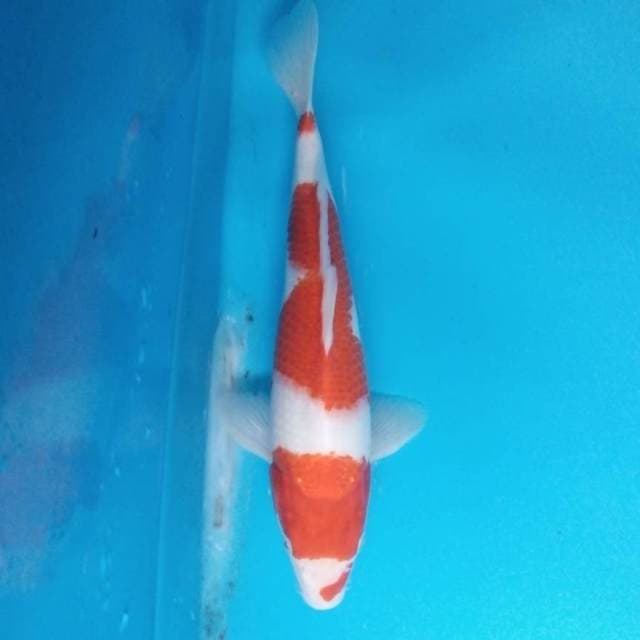 Kohaku