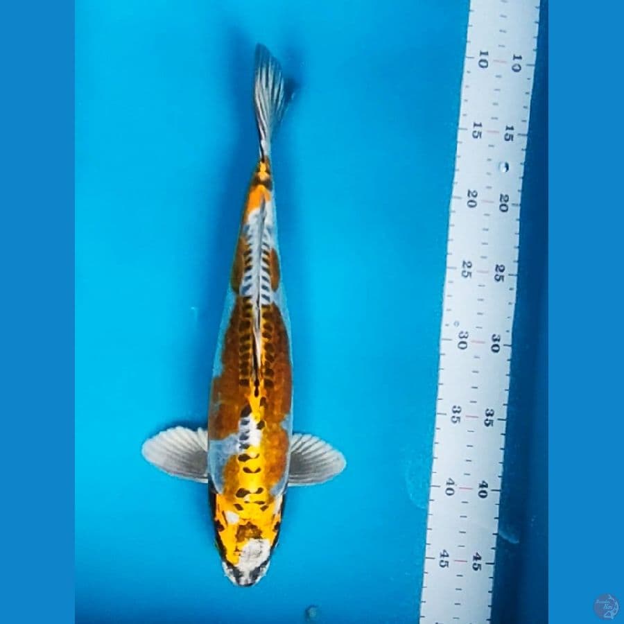 KIko Jos 34cm Male