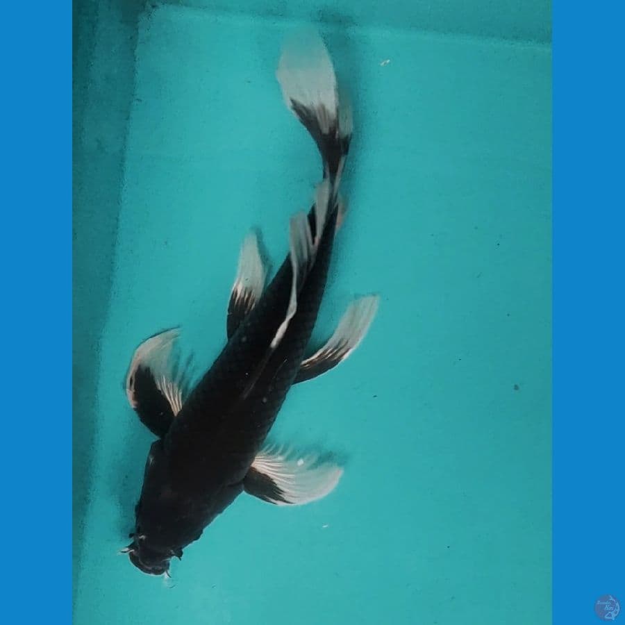 Kumpay Matsukawabake 30cm Male