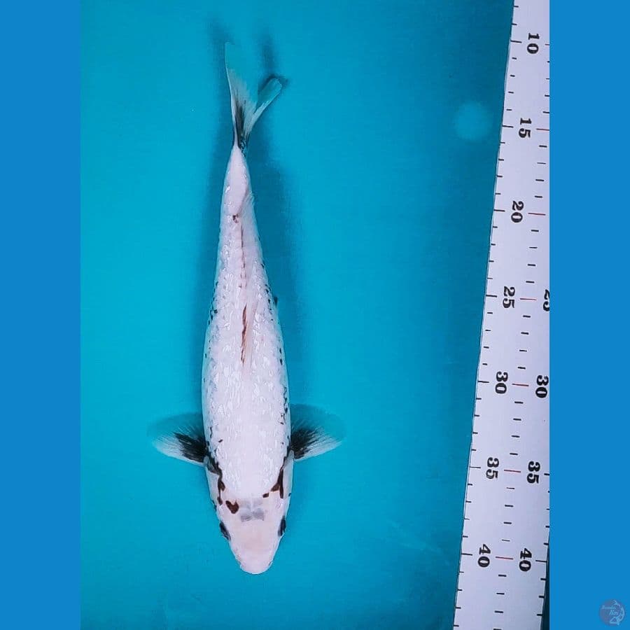 Matsukawabake Ginrin 29cm fm