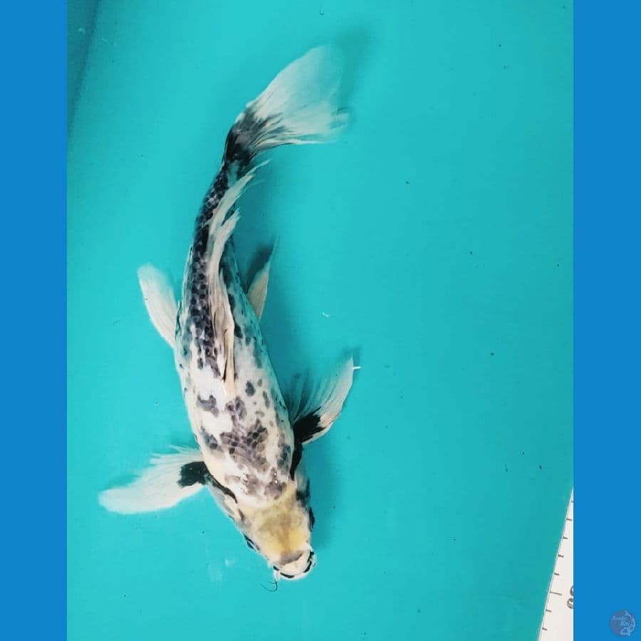 Kumpay Matsukawabake 30cm Fm
