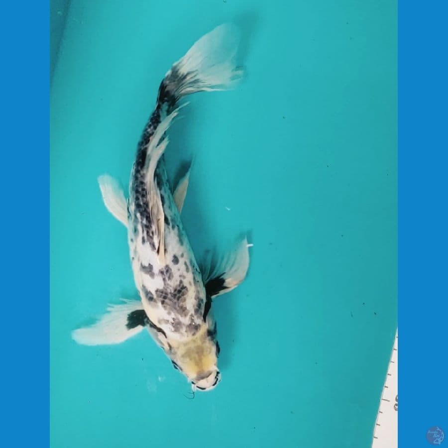 Kumpay matsukawabake 30cm fm