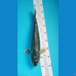 Antik Aragoke 37 cm 