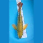Cagoi kumpai 47 cm