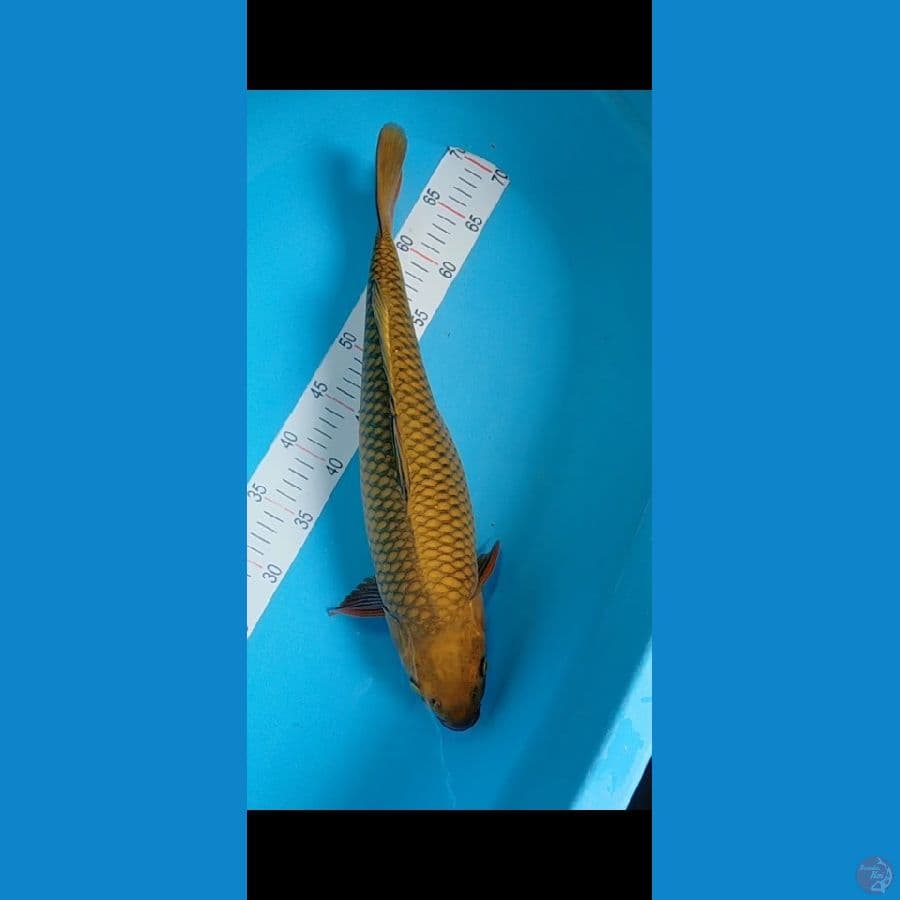 cagoi 49 cm