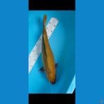 cagoi 49 cm