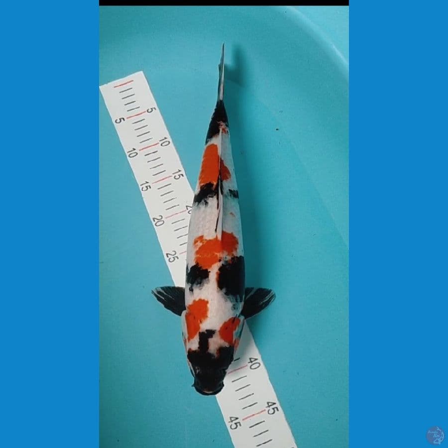 Showa 42 cm