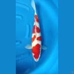 HQ Jumbo Ai Goromo Female 60cm