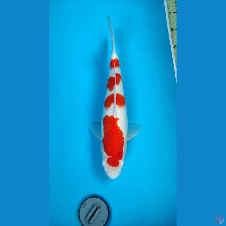 SQ Kohaku Female 38cm