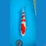 SQ Kohaku Female 38cm