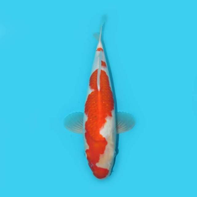 39 CM - SILUET PUTRI DUYUNG
