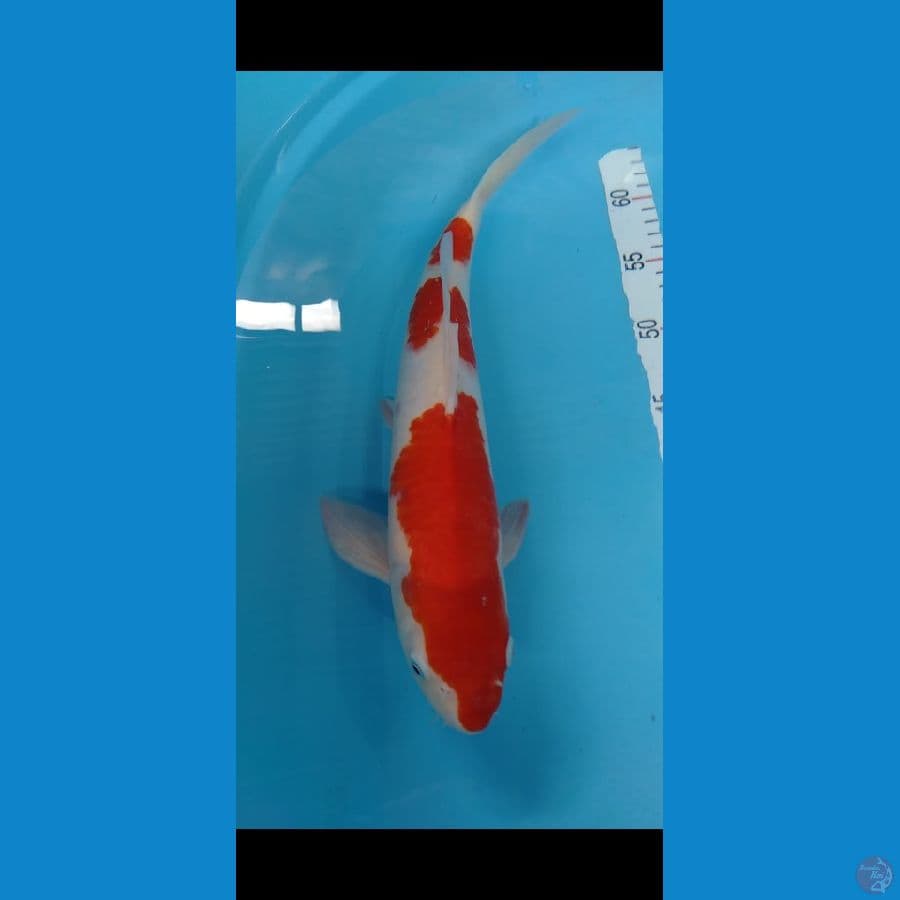 Kohaku merah halus M 39cm
