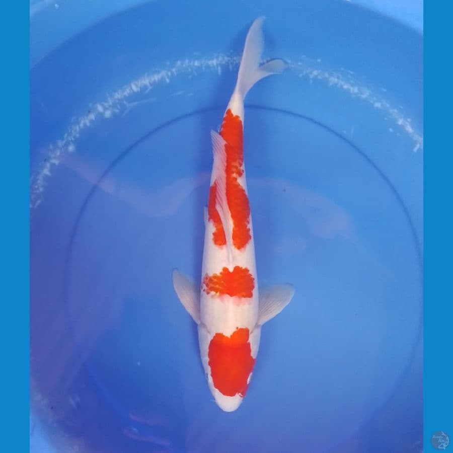kohaku F 42