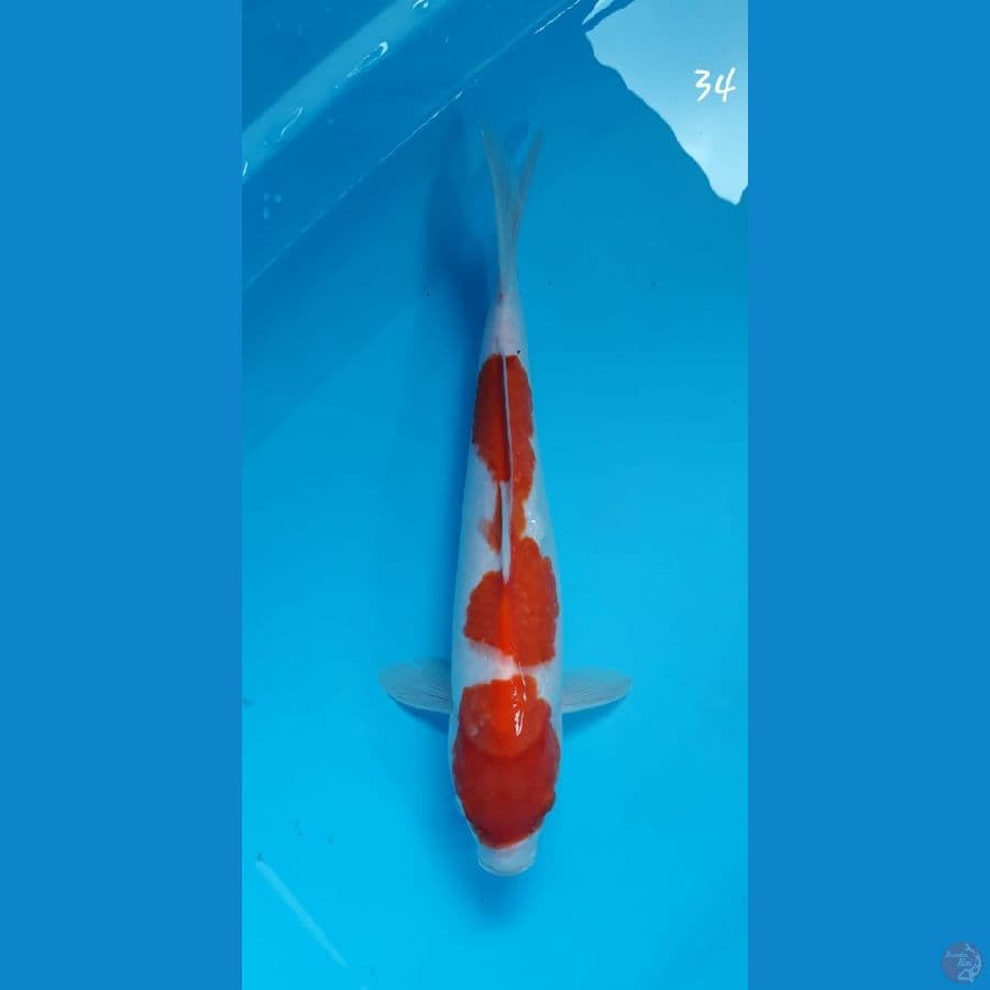 Kohaku 34cm
