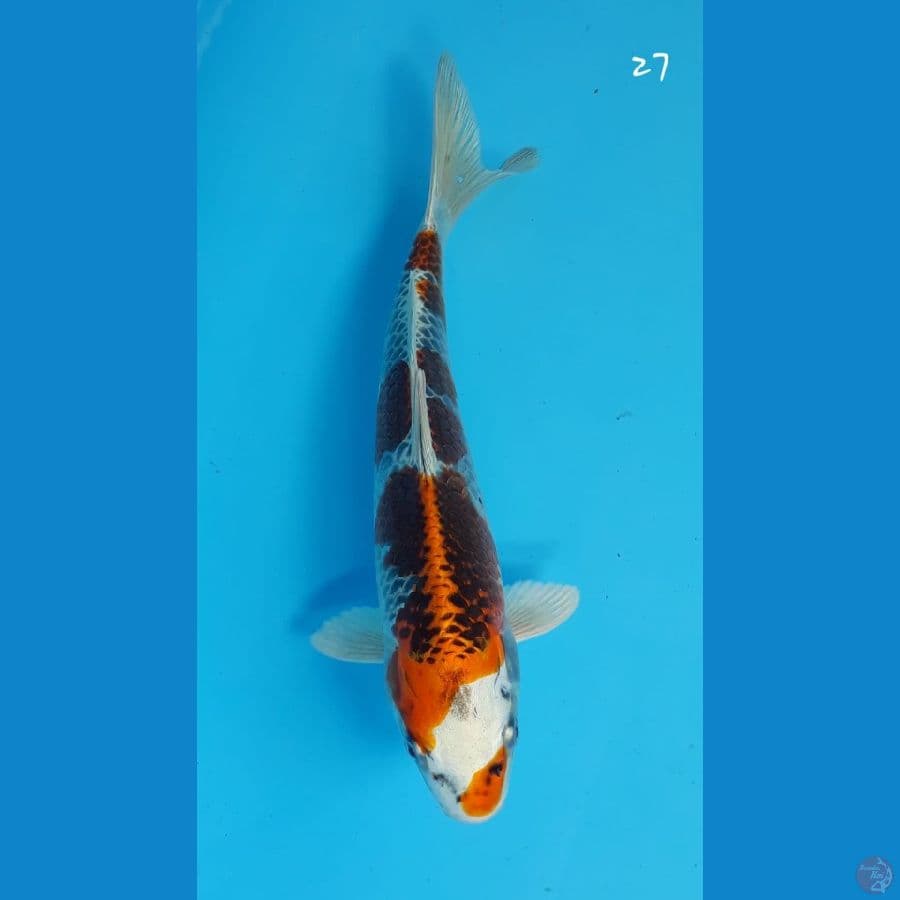 Kujaku 27cm