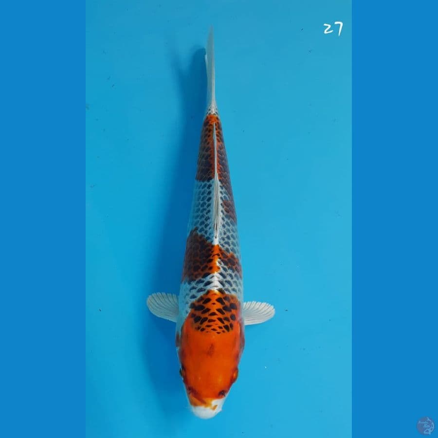 Kujaku 27cm