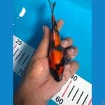 Showa 15 cm