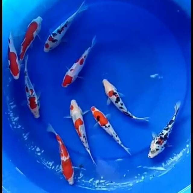 Mix koi 10 ekor 17cm