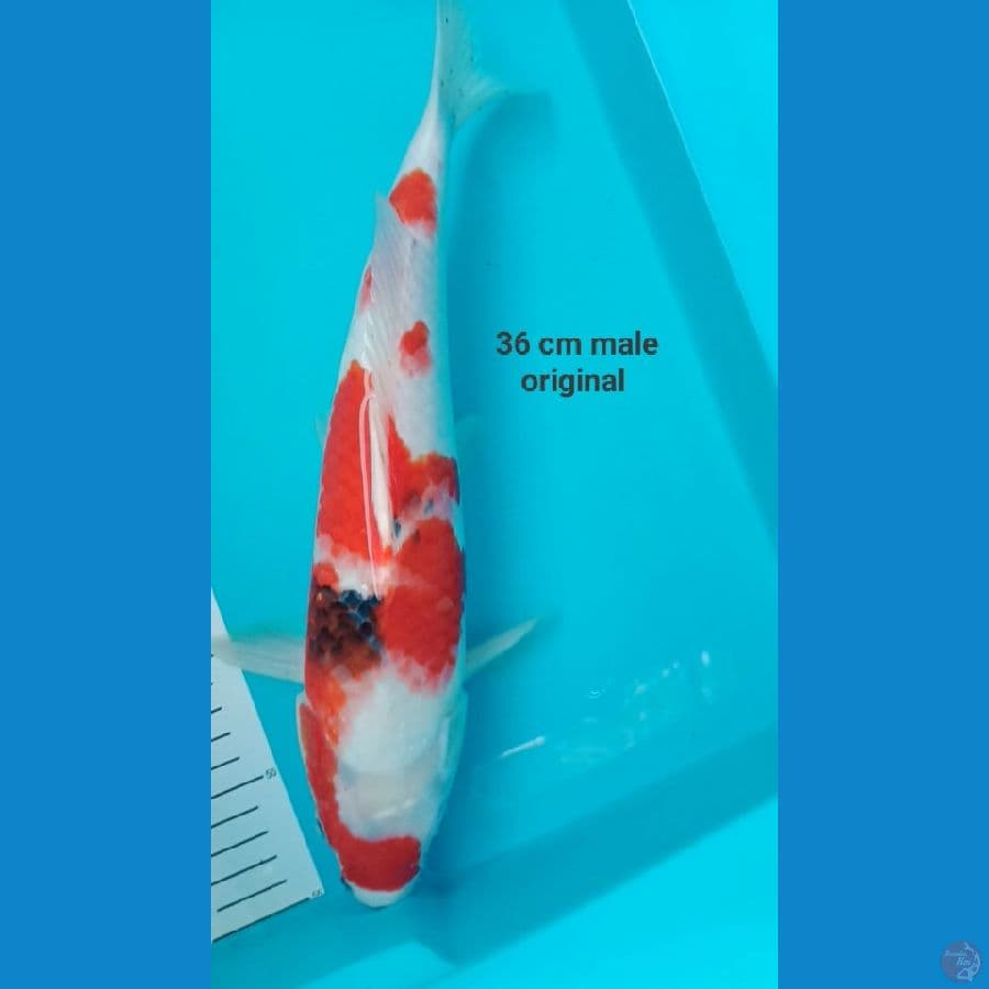 36 cm showa male