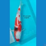 36 cm showa male