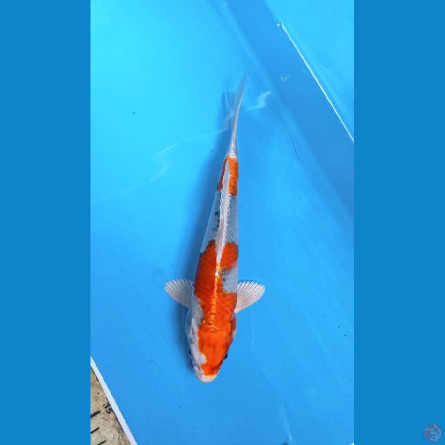 kujaku 21cm