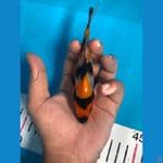 Showa 14 cm 
