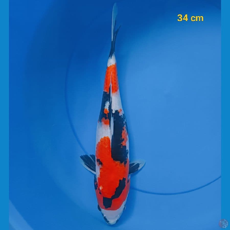 Showa 34 cm