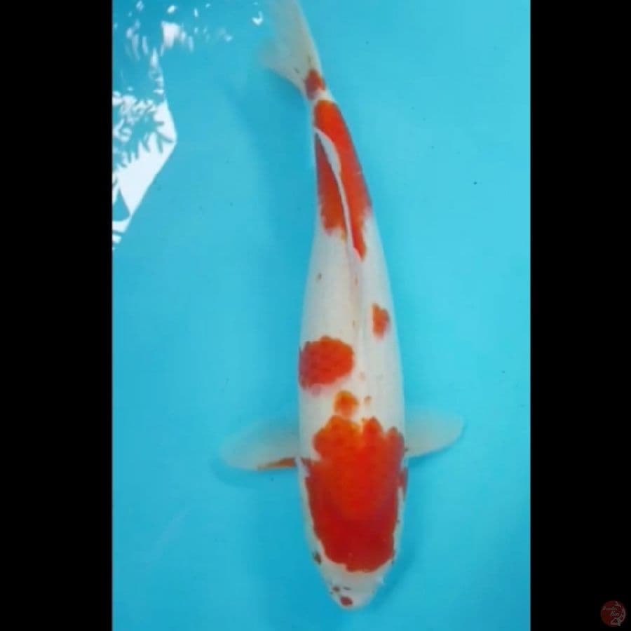 kohaku ori 42cm