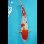 kohaku ori 42cm