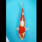 kikushui 37cm