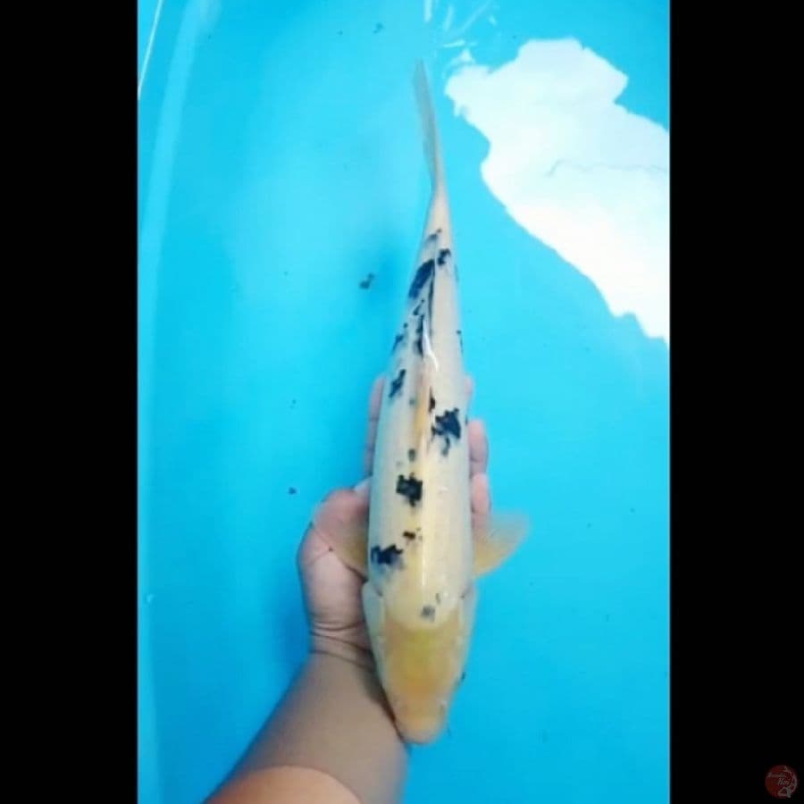 bekko 40cm