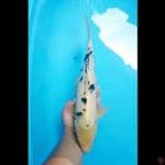 bekko 40cm