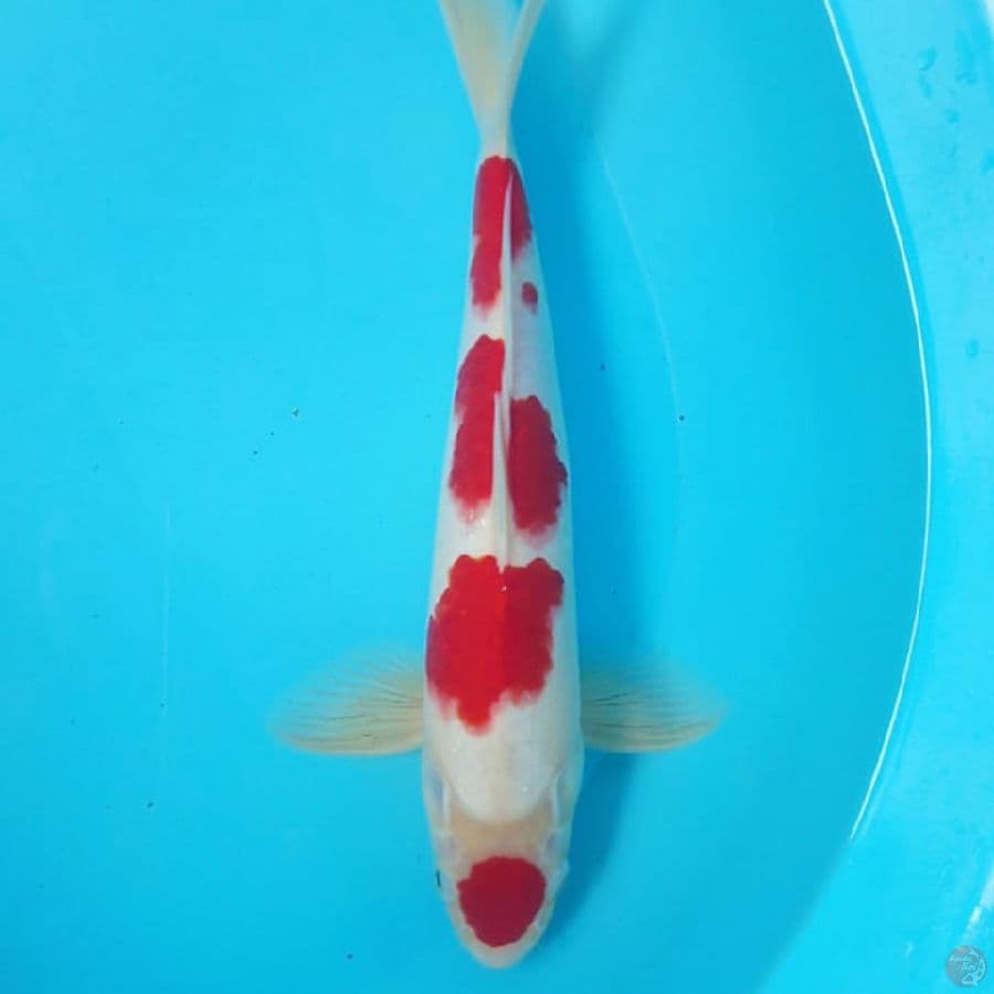 original kohaku maruten jantan 31cm