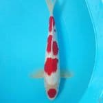 original kohaku maruten jantan 31cm